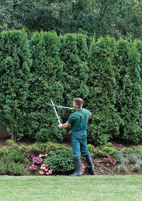 hedge_cutting.jpg