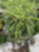Curly Spider Plant $10.jpg
