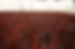 cordyline rs_edited.png