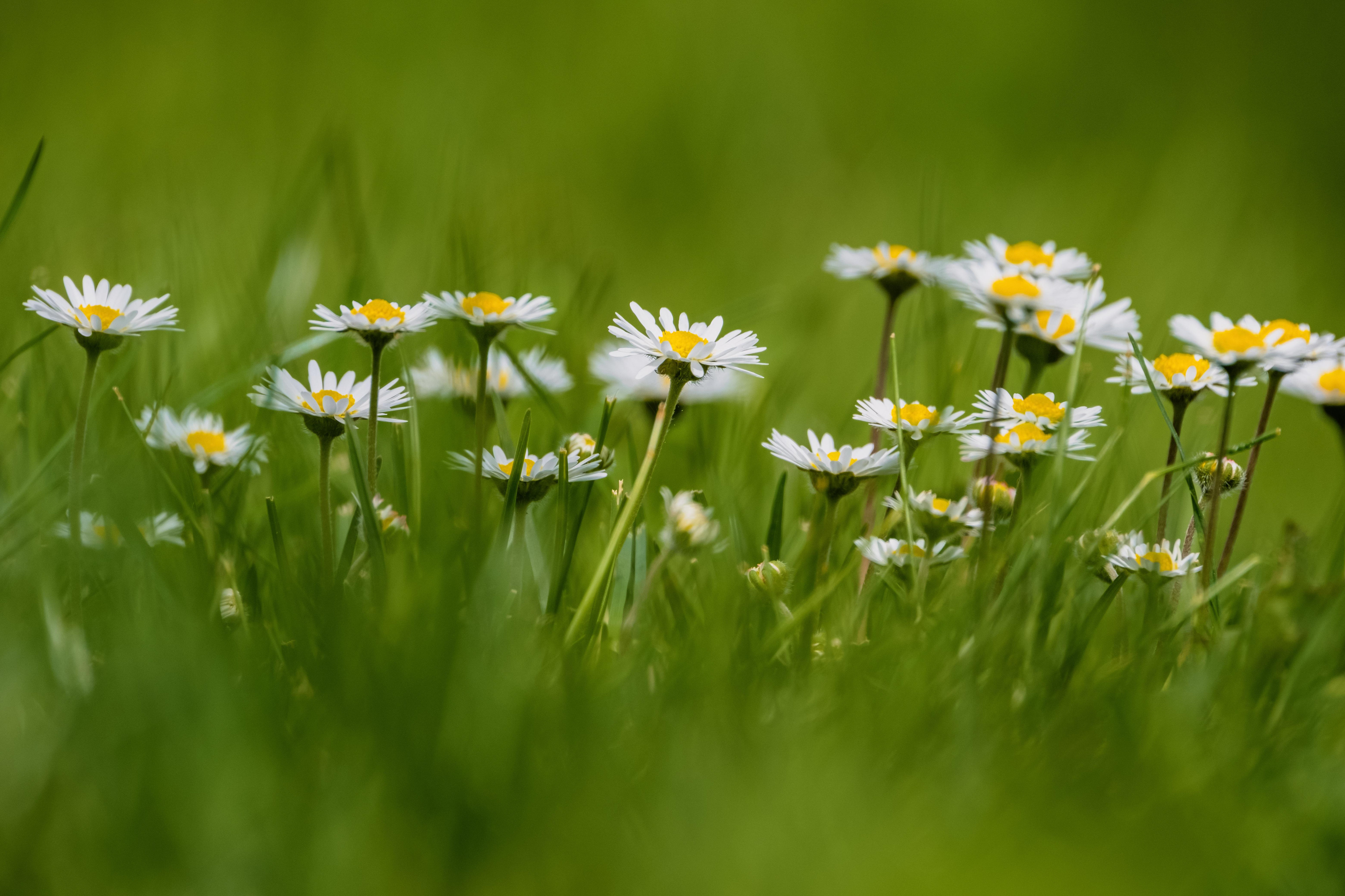 DAISY FLOWERS