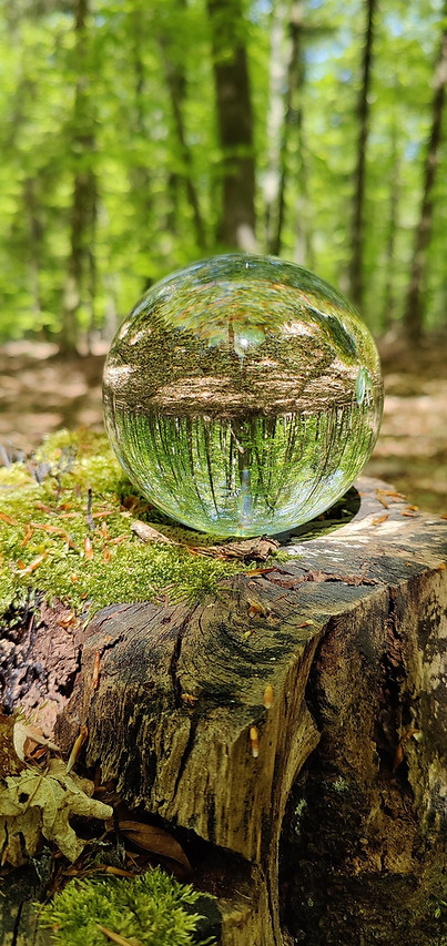 forest scene with globe crystal
