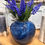 Thumbnail: Blue Muscari Bunch
