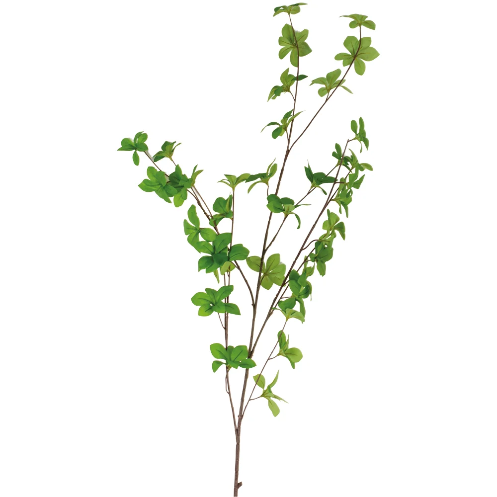 Spring Leaf Branch The Wisteria Tree