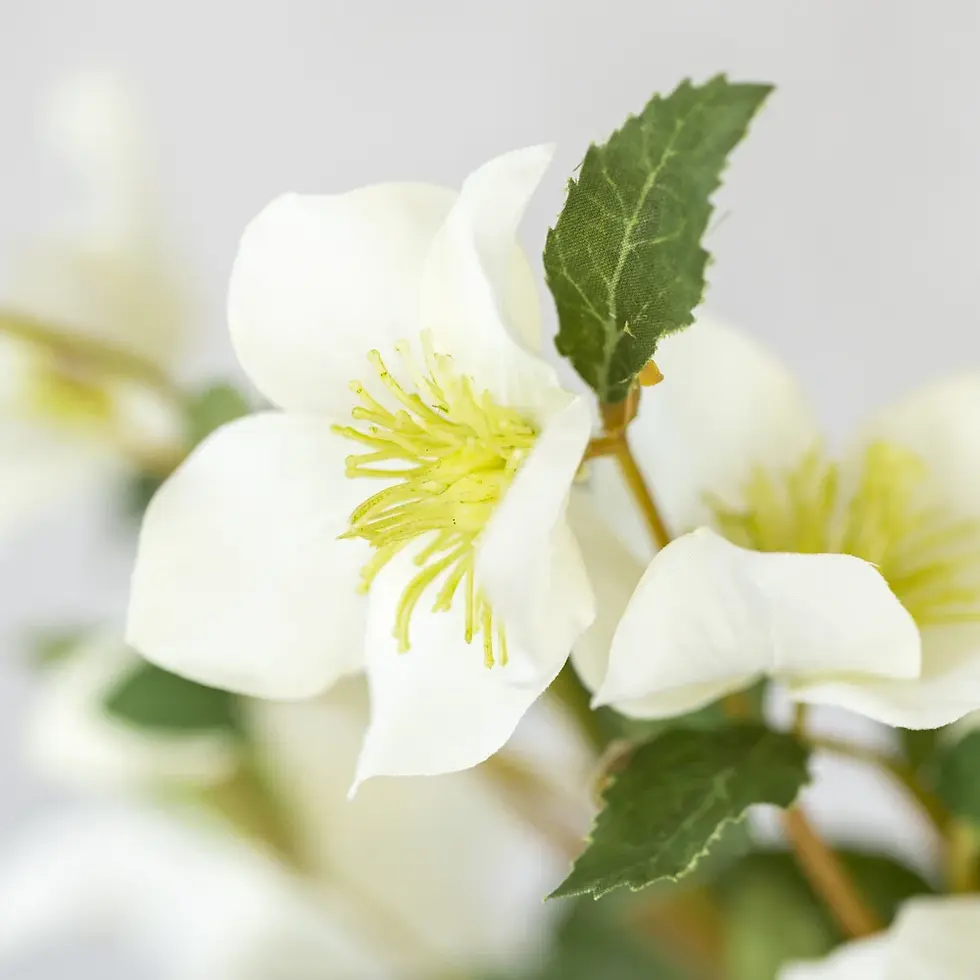 Thumbnail: Faux Off White Hellebore