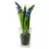 Thumbnail: Hyacinthus in Glass Vase