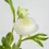 Thumbnail: Faux Green Ranunculus
