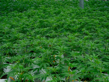 Cheapest Medical Card Florida: Get Your MMJ Card Affordably