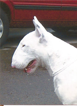 Bullyview Pics 7