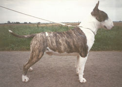 Bullyview Pics 28