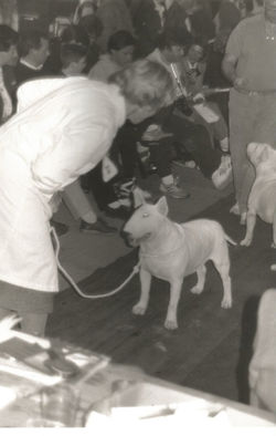 Bullyview Pics 15