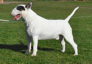 American & Mexican CH Ukusa Quagmire - Peaty.jpg