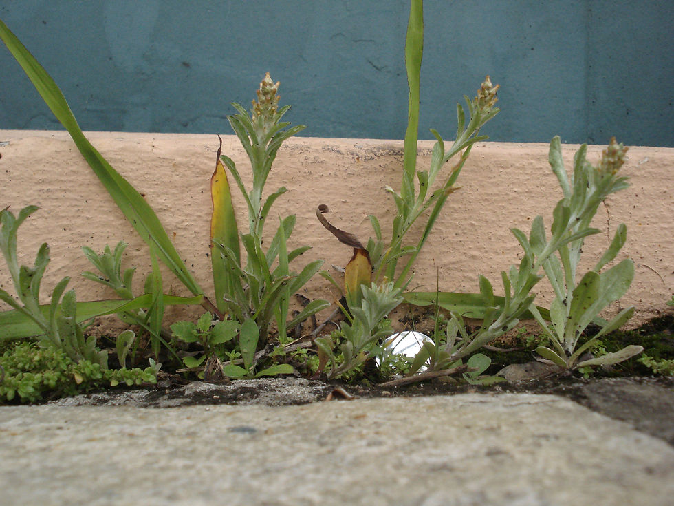 Observatório 2010