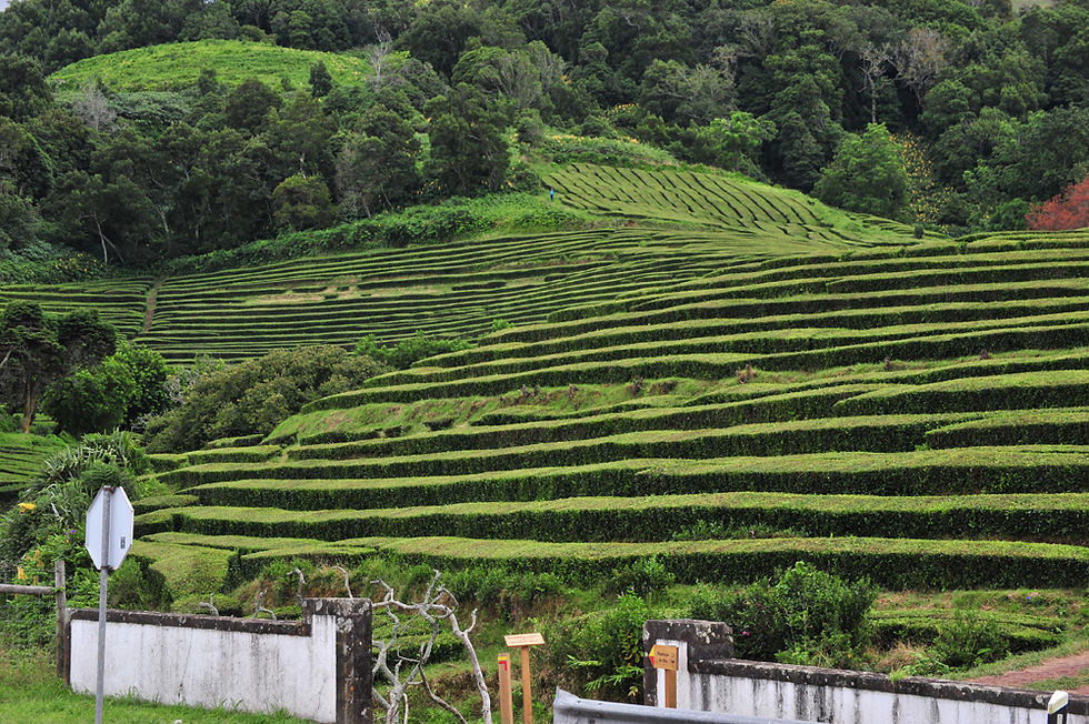 Cha Gorreana tea plantation