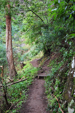 Levada do Bom Sucesso