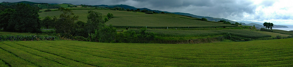 Azores sights - Things to do in Sao Miguel - Gorreana tea plantation