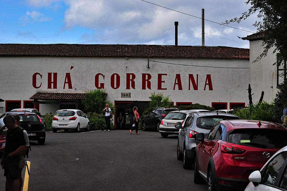Cha Gorreana tea plantation Sao Miguel