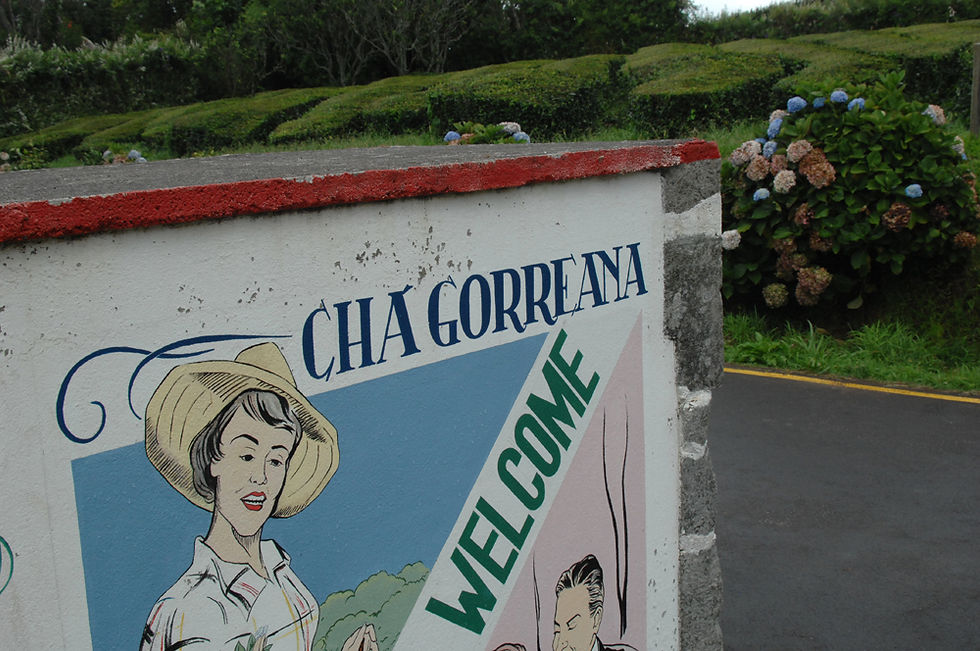 Cha Gorreana tea plantation