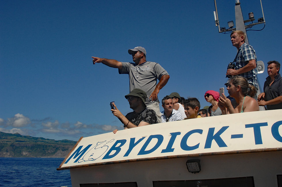 Whale watching Azores - Moby Dick Tours