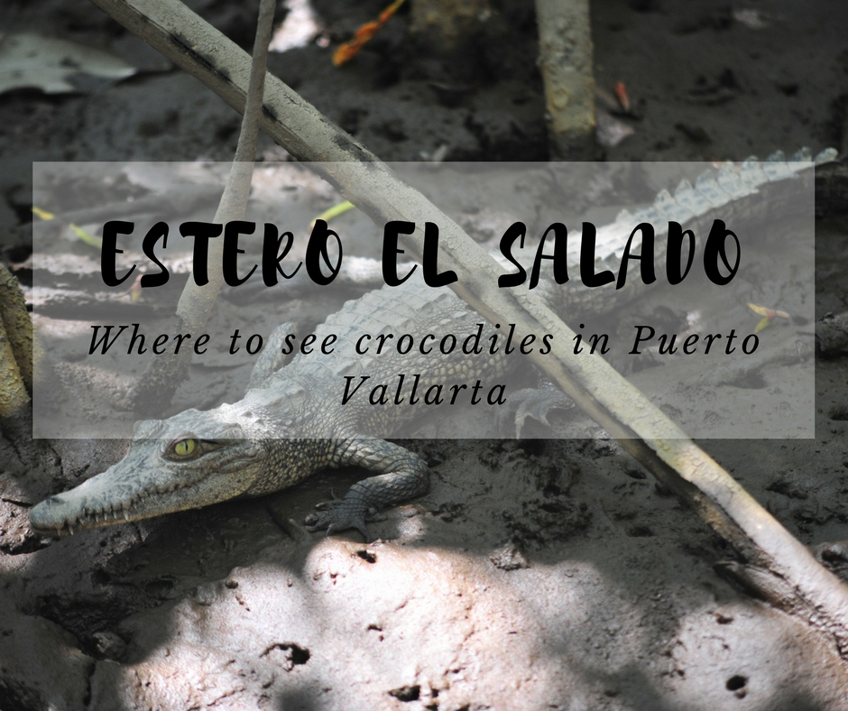 Where to See Crocodiles in Puerto Vallarta Estero el Salado