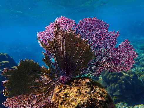 coral.jpeg