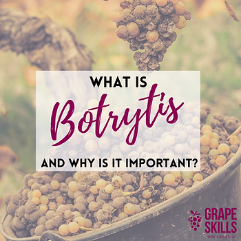 what is botrytis and why is it important