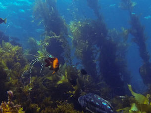 Cast Your Vote: Which Environmental Initiative Deserves the Spotlight at Frieze Los Angeles 2024?