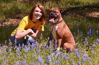 services and rates dog training clicker training