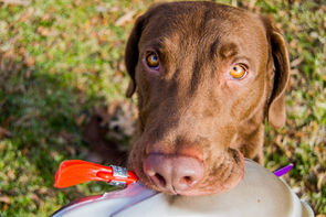 duck hunting dog, gun dog training, positive reinforcement, clicker training,