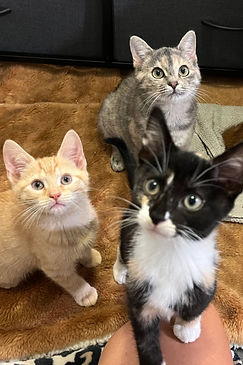 group kittens_edited.jpg