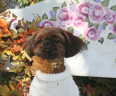 Zinnia, a solid red female Shih Tzu