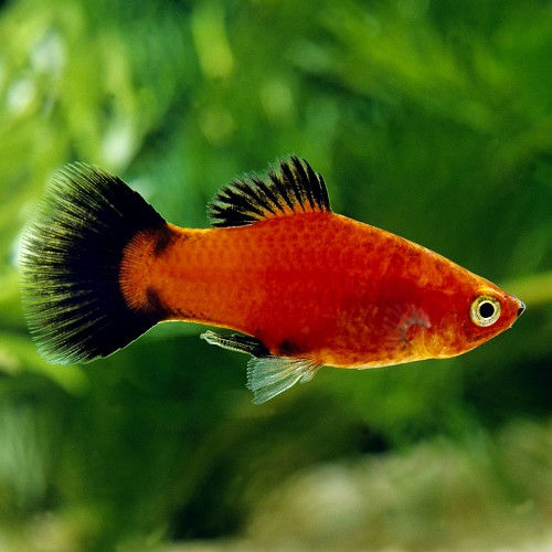 Xiphophorus Maculatus Wagtail