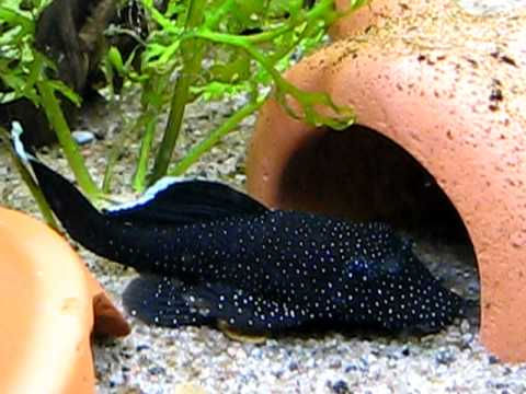 L059A Ancistrus White Seam