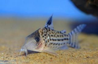Corydoras sp. C018
