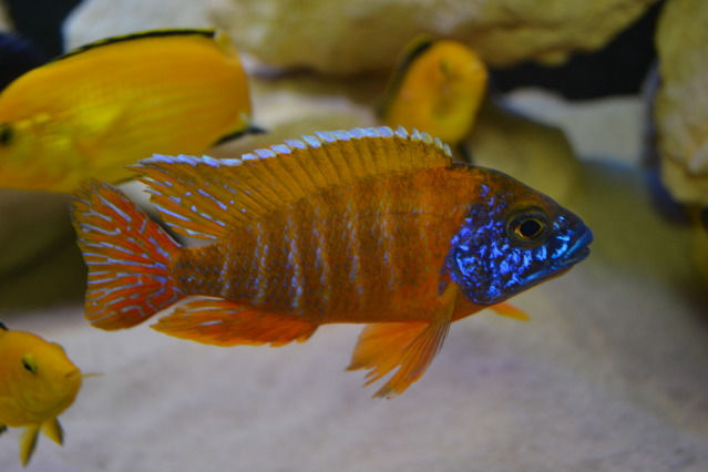 Aulonocara Rubescens