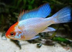 Microgeophagus Ramirezi E. Blue gold face