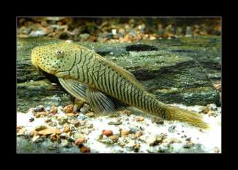 Chaetostoma pearsei  L187