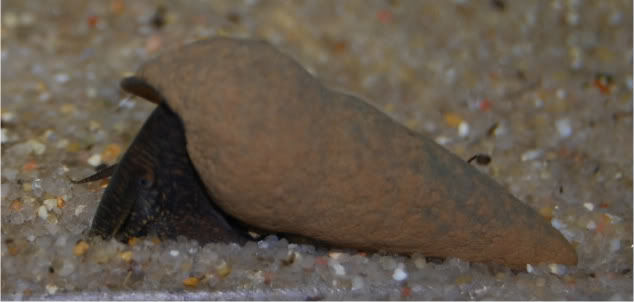 Tylomelania cf. Perfecta