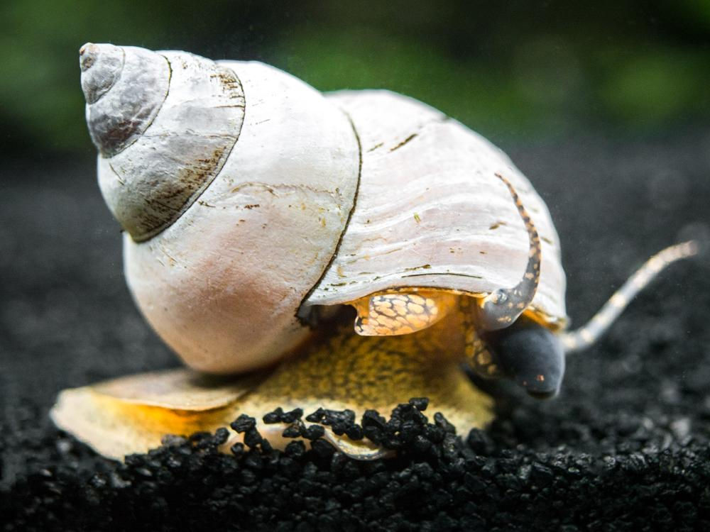 Filopaludina Martensi