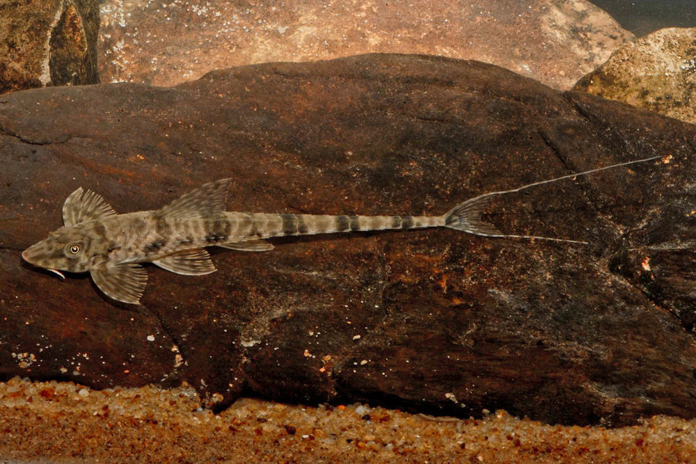 Hemiloricara Castroi