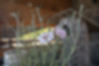 DSC01331.jpg