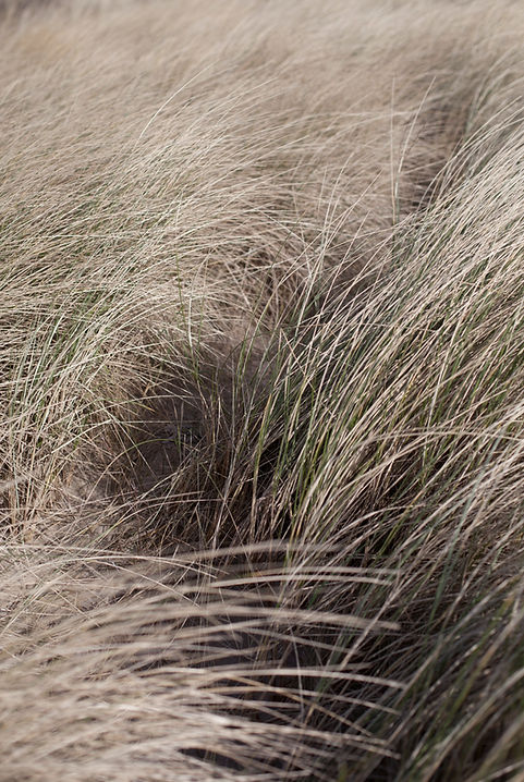 IVY & OAK by THE GREEN HOUSE