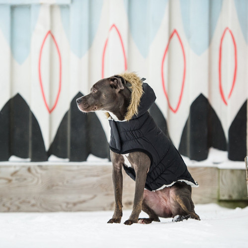Urban Parka - Black | Four Legged Pet Shop