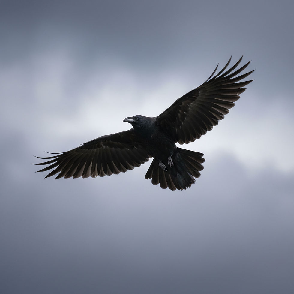 Black raven gliding with wings spread against a cloudy gray sky