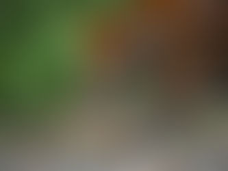 Jaguar with striking black spots stalking stealthily on a gravel path surrounded by green foliage. Its intense gaze denotes focus.