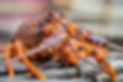 Crayfish from the kitchen. The Craypot Kitchen & Bar Kaikoura