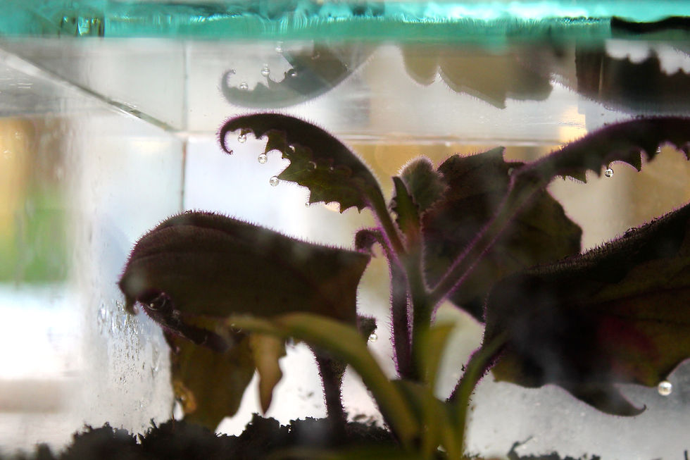 Confined Existence Detail