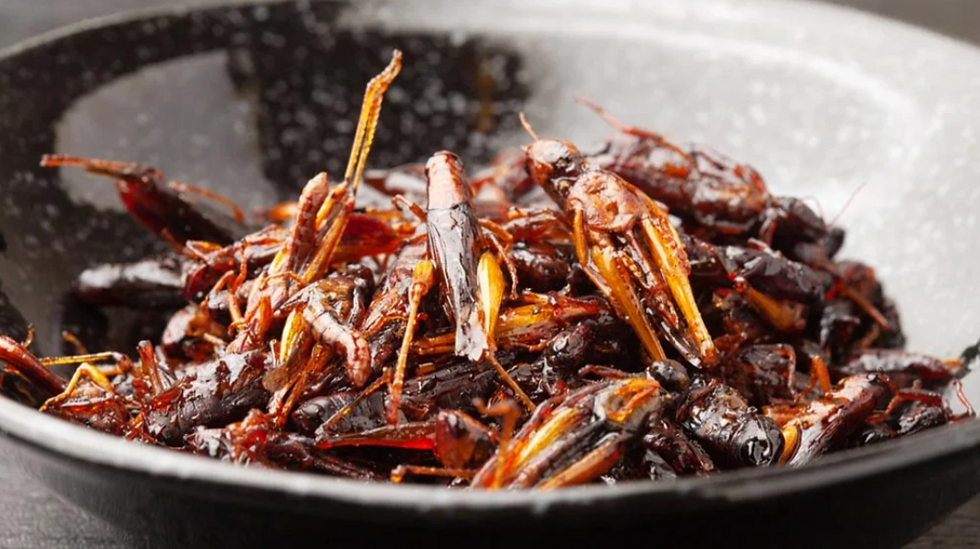 Grasshoppers (Takatan / ตั๊กแตน)