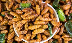 Silk Worm Pupae (Non Mai / ดักแด้ไหม)