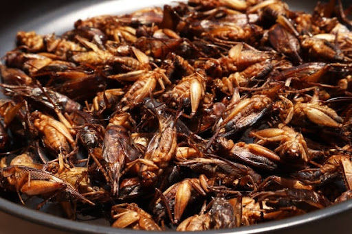 Crickets (Jing Reed / จิ้งหรีด)