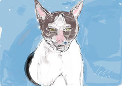 NIDRI CAT